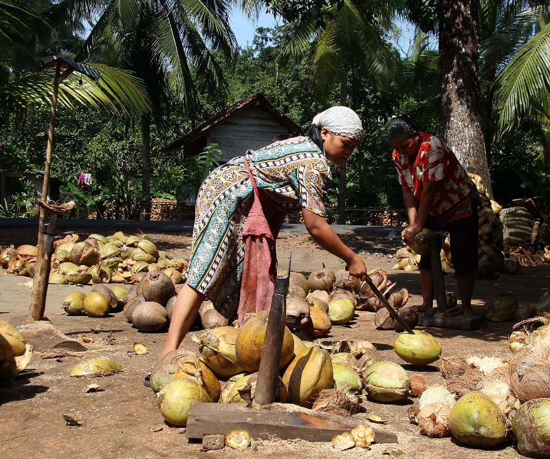 Manual coconut shelling, Java Pangandaran Indonesia 3.jpg - Indonesia Java Pangandaran. Manual coconut shelling